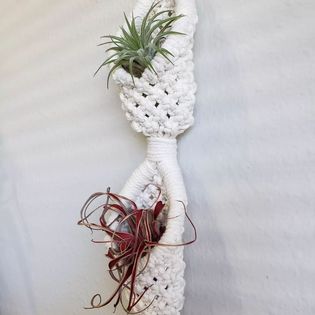 Double Pod Air Plant Hanger