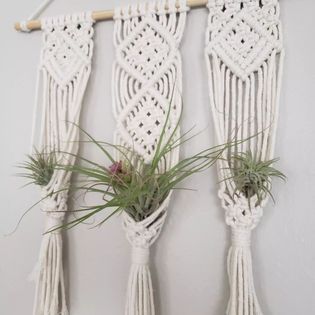 Triple Air Plant Wall Hanging