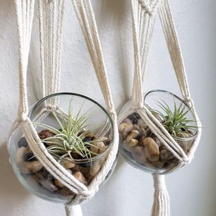 Double Driftwood Air Plant Hanger