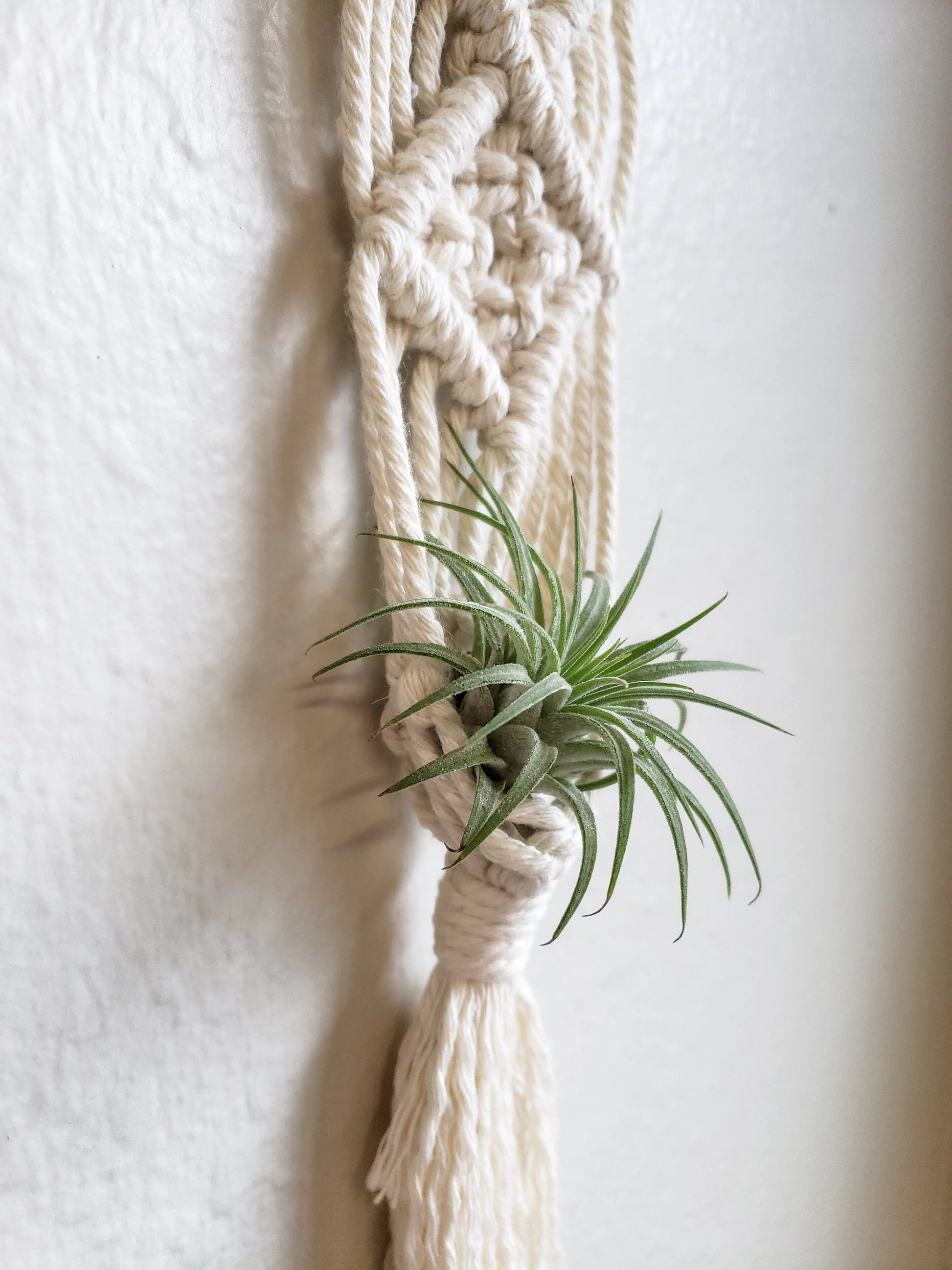 macrame air plant holder Macrame Air Plant Hanger – Cane River Cord & Bead Company