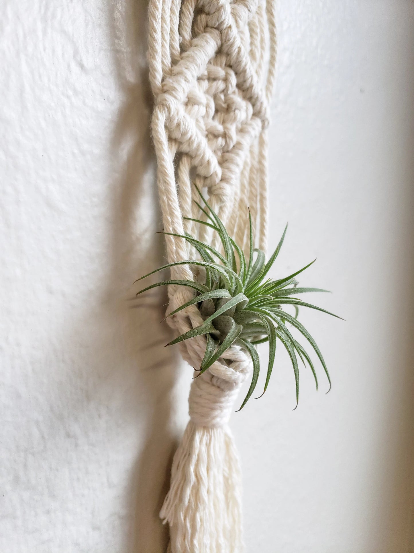 Macrame Air Plant Hanger